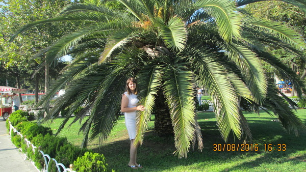 Antonina