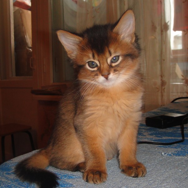 Alla